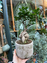 Load image into Gallery viewer, Ficus microcarpa Ginseng / Chinese Banyan Tree - 12cm Pot
