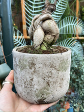 Load image into Gallery viewer, Ficus microcarpa Ginseng / Chinese Banyan Tree - 12cm Pot
