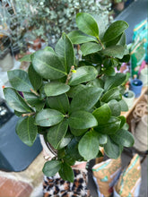 Load image into Gallery viewer, Ficus microcarpa Ginseng / Chinese Banyan Tree - 12cm Pot
