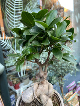 Load image into Gallery viewer, Ficus microcarpa Ginseng / Chinese Banyan Tree - 12cm Pot
