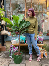 Load image into Gallery viewer, Ficus lyrata Branched Tree - *Local Delivery or Local Pick Up Only*
