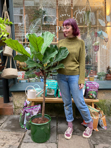 Ficus lyrata Branched Tree - *Local Delivery or Local Pick Up Only*