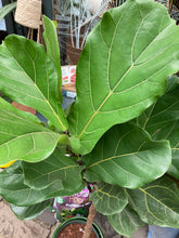 Load image into Gallery viewer, Ficus lyrata Branched Tree - *Local Delivery or Local Pick Up Only*
