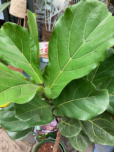 Ficus lyrata Branched Tree - *Local Delivery or Local Pick Up Only*