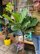Load image into Gallery viewer, Ficus lyrata Branched Tree - *Local Delivery or Local Pick Up Only*
