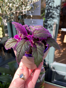 Gynura aurantiaca - Velvet Plant/Purple Passion Plant