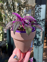 Load image into Gallery viewer, Gynura aurantiaca - Velvet Plant/Purple Passion Plant
