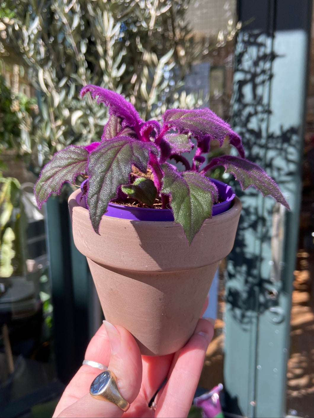 Gynura aurantiaca - Velvet Plant/Purple Passion Plant
