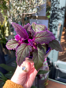 Gynura aurantiaca - Velvet Plant/Purple Passion Plant