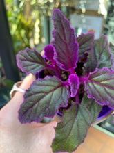 Load image into Gallery viewer, Gynura aurantiaca - Velvet Plant/Purple Passion Plant
