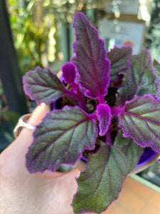 Gynura aurantiaca - Velvet Plant/Purple Passion Plant