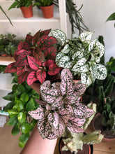 Load image into Gallery viewer, Hypoestes phyllostachya - Polka dot plant

