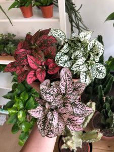 Hypoestes phyllostachya - Polka dot plant