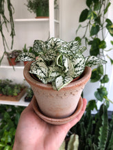 Load image into Gallery viewer, Hypoestes phyllostachya - Polka dot plant
