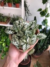 Load image into Gallery viewer, Hypoestes phyllostachya - Polka dot plant
