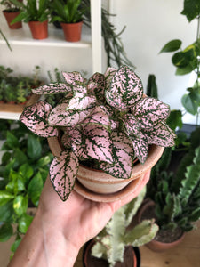 Hypoestes phyllostachya - Polka dot plant