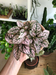 Hypoestes phyllostachya - Polka dot plant