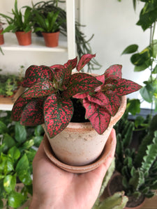 Hypoestes phyllostachya - Polka dot plant