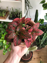 Load image into Gallery viewer, Hypoestes phyllostachya - Polka dot plant
