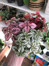 Load image into Gallery viewer, Hypoestes phyllostachya - Polka dot plant
