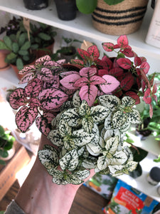 Hypoestes phyllostachya - Polka dot plant