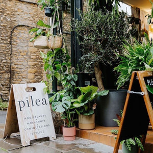 Introduction To Houseplants: How To Keep Them Happy Workshop
