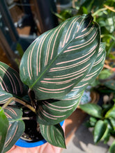 Load image into Gallery viewer, Calathea ornata Sanderiana / Pinstripe Calathea
