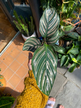 Load image into Gallery viewer, Calathea ornata Sanderiana / Pinstripe Calathea
