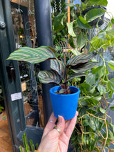 Load image into Gallery viewer, Calathea ornata Sanderiana / Pinstripe Calathea
