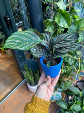 Load image into Gallery viewer, Calathea ornata Sanderiana / Pinstripe Calathea
