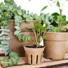 Load image into Gallery viewer, Introduction To Houseplants: How To Keep Them Happy Workshop
