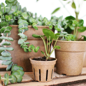 Introduction To Houseplants: How To Keep Them Happy Workshop