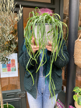 Load image into Gallery viewer, Lepismium bolivianum

