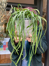Load image into Gallery viewer, Lepismium bolivianum
