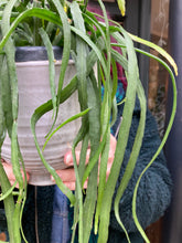 Load image into Gallery viewer, Lepismium bolivianum
