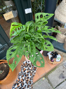 Monstera adansonii 12cm Pot - Swiss cheese Vine