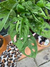 Load image into Gallery viewer, Monstera adansonii 12cm Pot - Swiss cheese Vine
