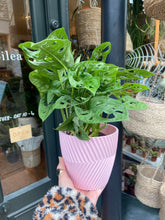 Load image into Gallery viewer, Monstera adansonii 12cm Pot - Swiss cheese Vine
