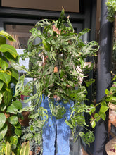 Load image into Gallery viewer, Monstera adansonii / Monkey Mask
