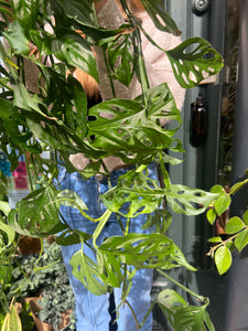 Monstera adansonii / Monkey Mask