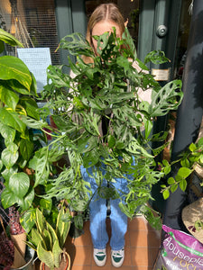 Monstera adansonii / Monkey Mask