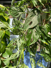 Load image into Gallery viewer, Monstera adansonii / Monkey Mask
