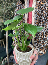 Load image into Gallery viewer, Monstera deliciosa / Cheese Plant - 12cm Pot
