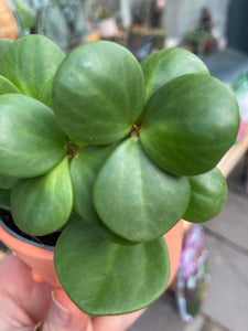 Peperomia Hope