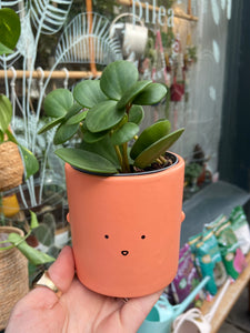 Peperomia Hope