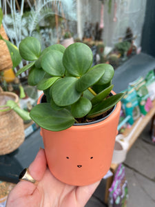 Peperomia Hope