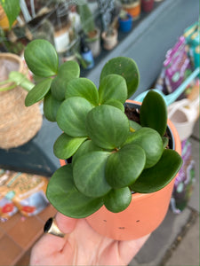Peperomia Hope
