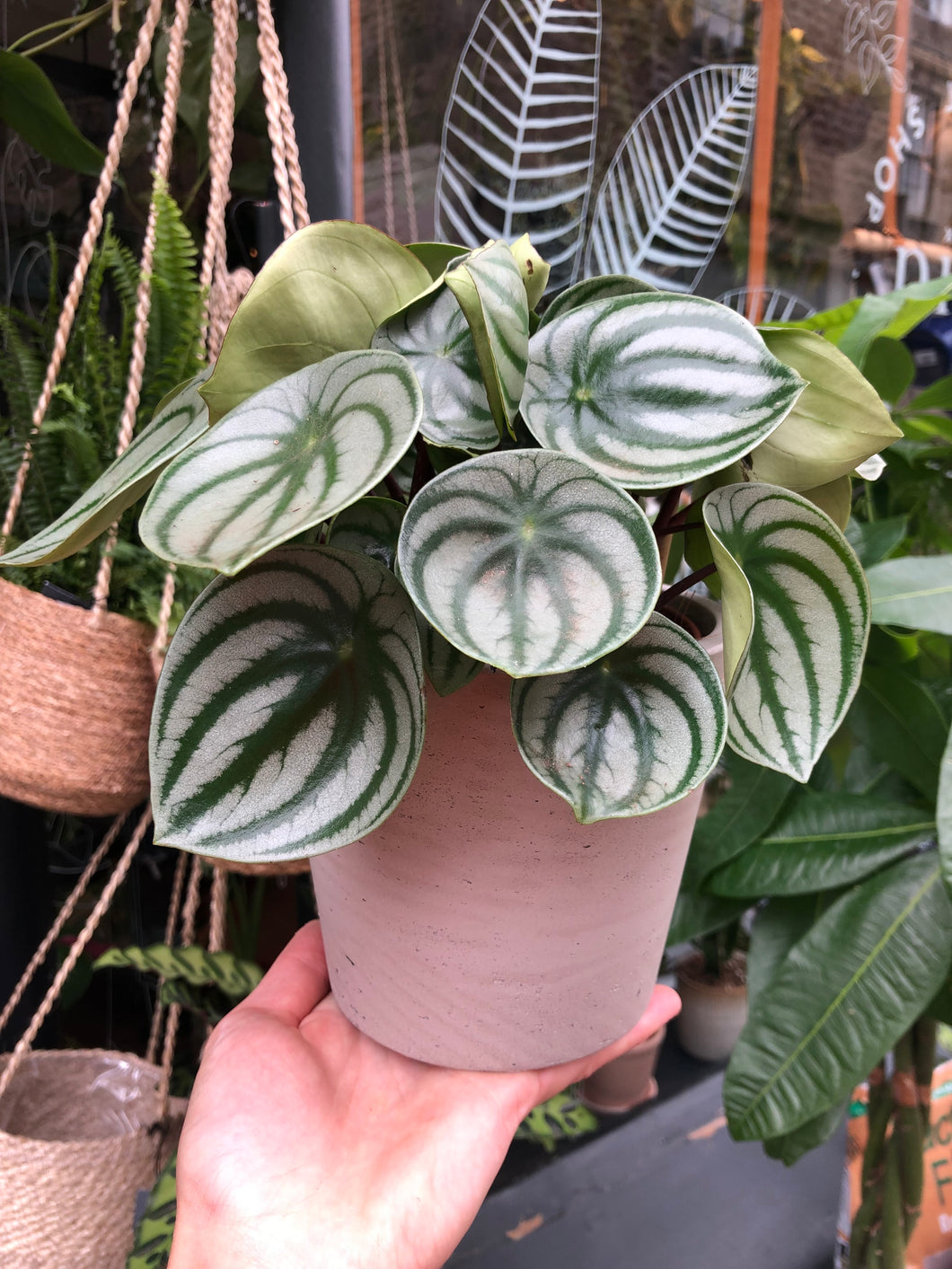 Peperomia argyreia / Watermelon Peperomia - *Local Delivery or Local Pick Up Only*