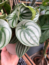 Load image into Gallery viewer, Peperomia argyreia / Watermelon Peperomia - *Local Delivery or Local Pick Up Only*
