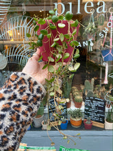 Load image into Gallery viewer, Peperomia Pepperspot 11cm Pot - Green Coins
